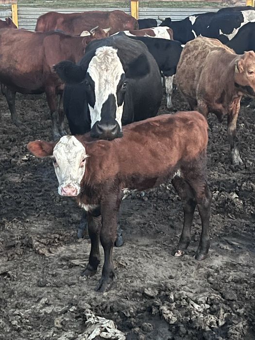 Продам две телочки