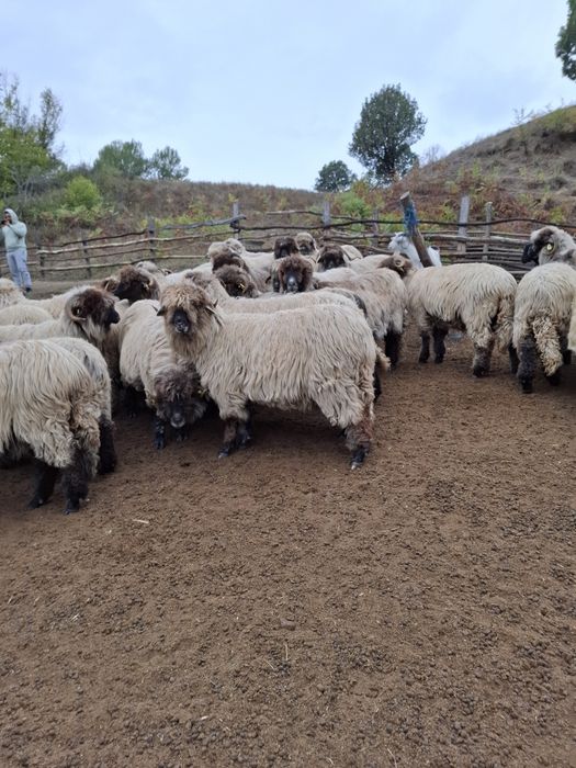 De vânzare detali la telefon