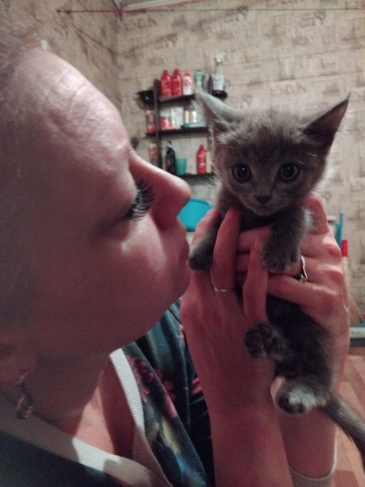 Отдам кошечку в добрые руки !!!