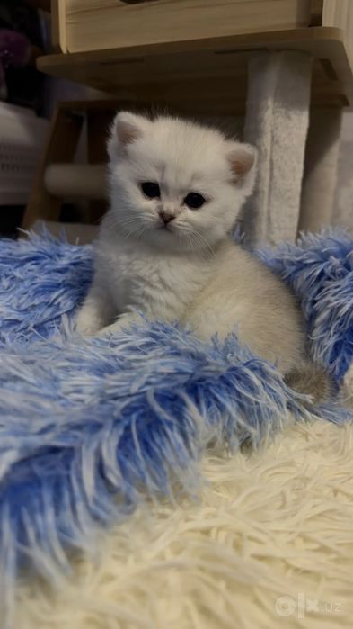 Щиншила.3 мальчика.1 девчонка.
