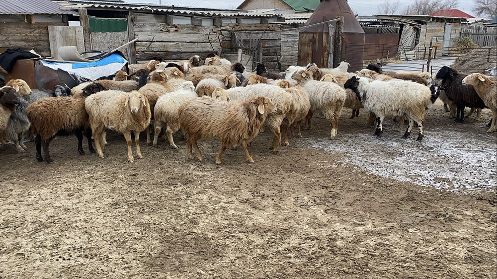 Шару кой ешкі сатылады!