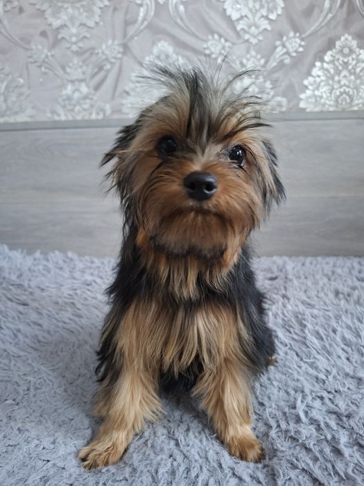 Продаю клубного щенка йорка