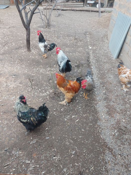 Продам петухов породы разные