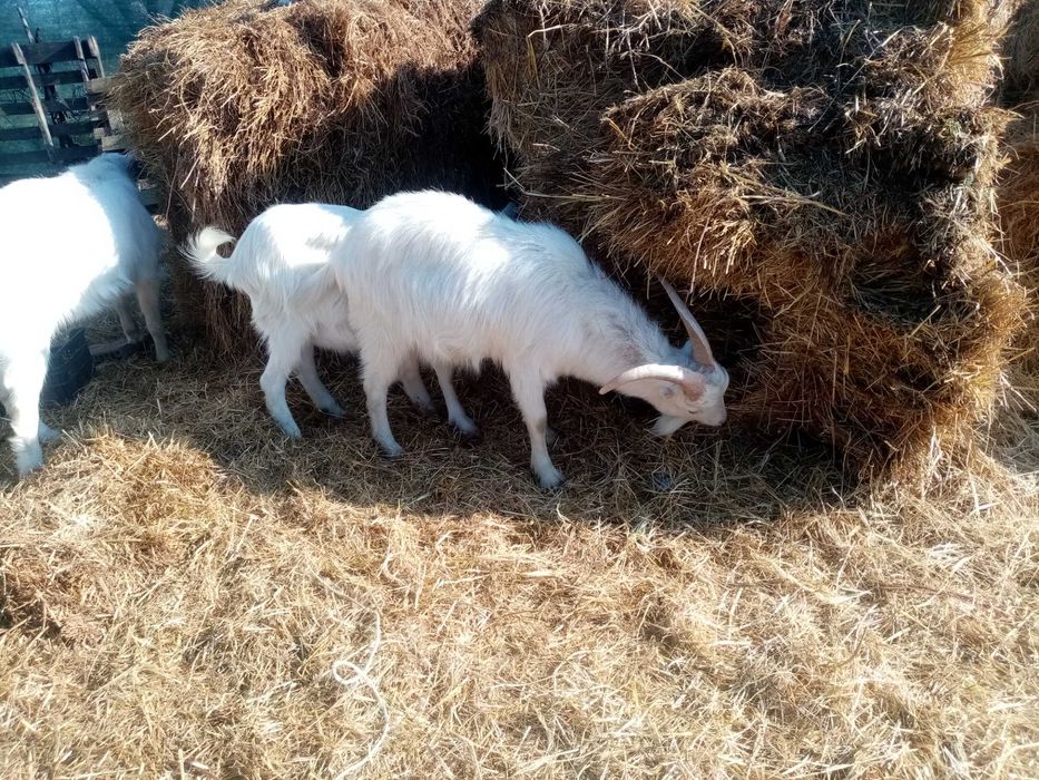 Vand tapisori de 1an