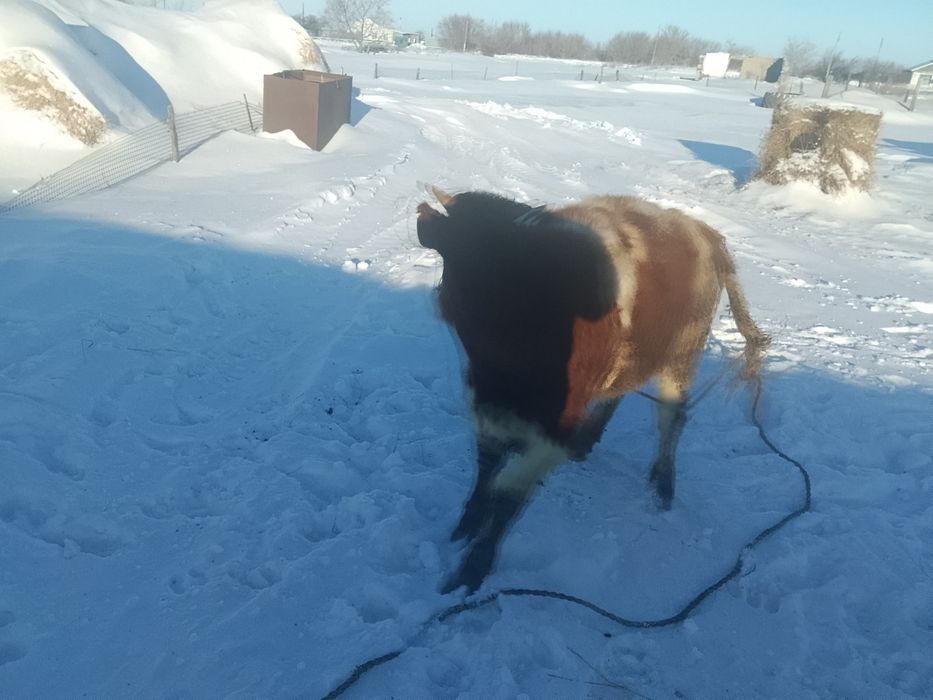 Телята телочки и бычки