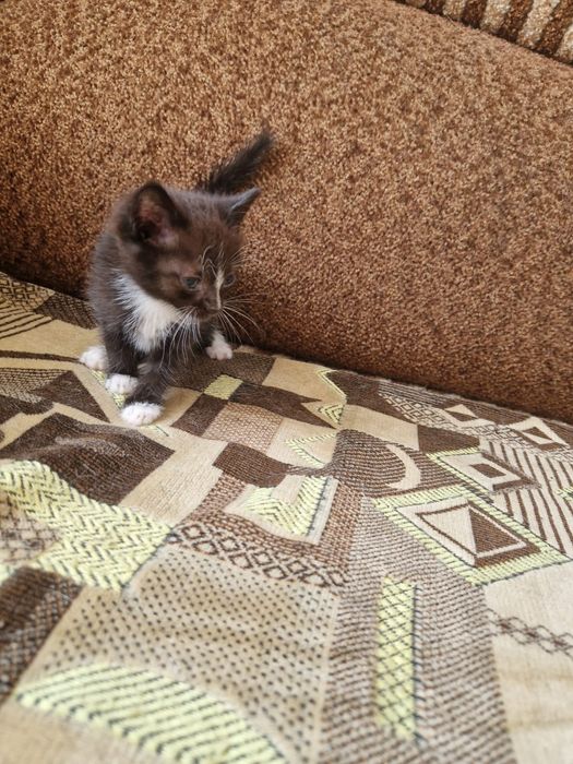 Котята мальчик, девочка