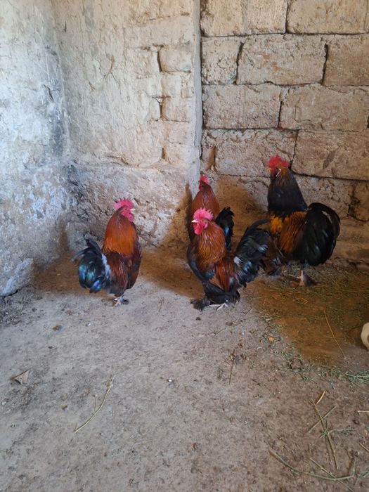 4 петух 10 тысяч