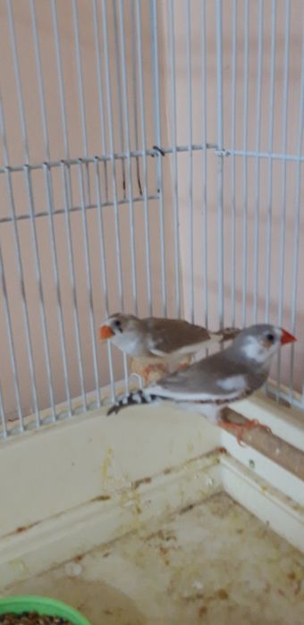 Зебровые амадины