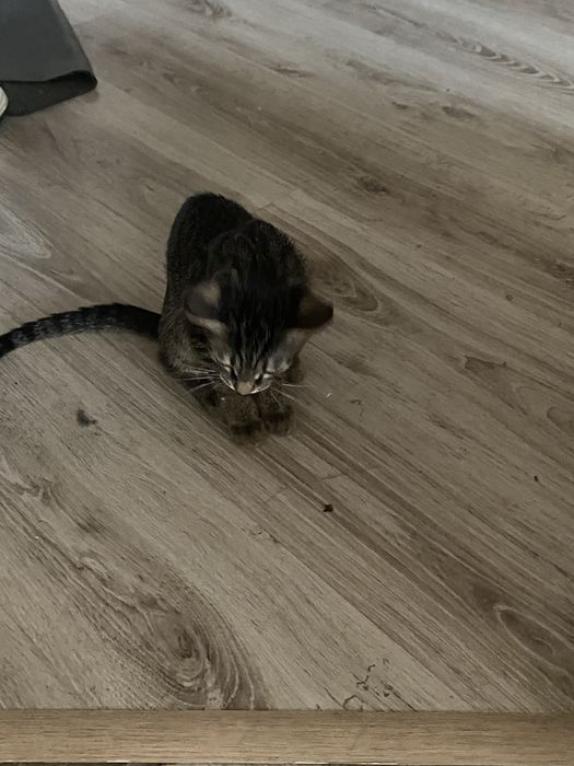 Отдам котят в хорошие руки