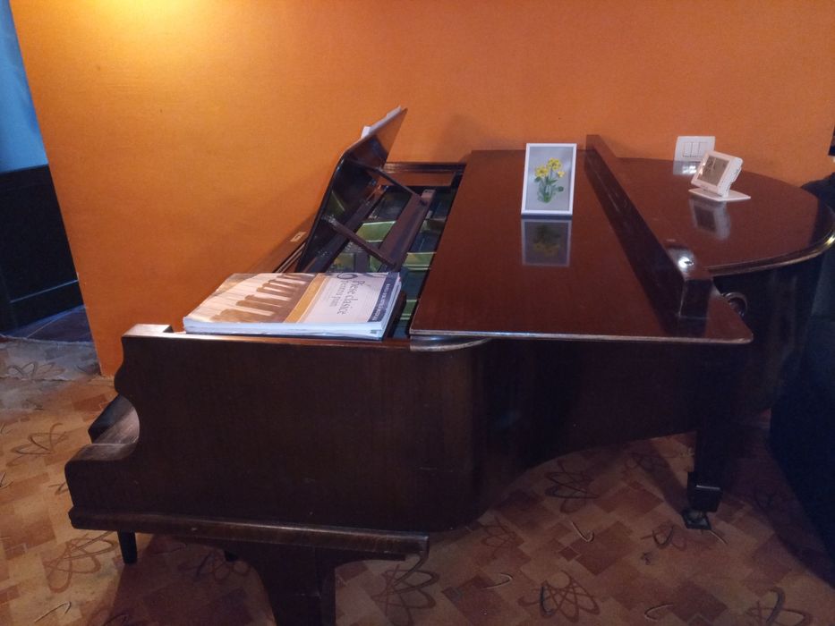 Vand/schimb pian cu coada scurta Hofmann