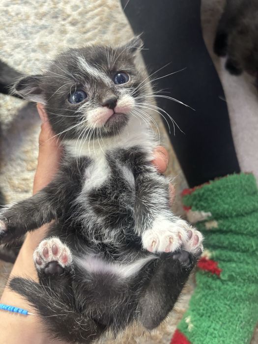 Отдам котят за шоколадку