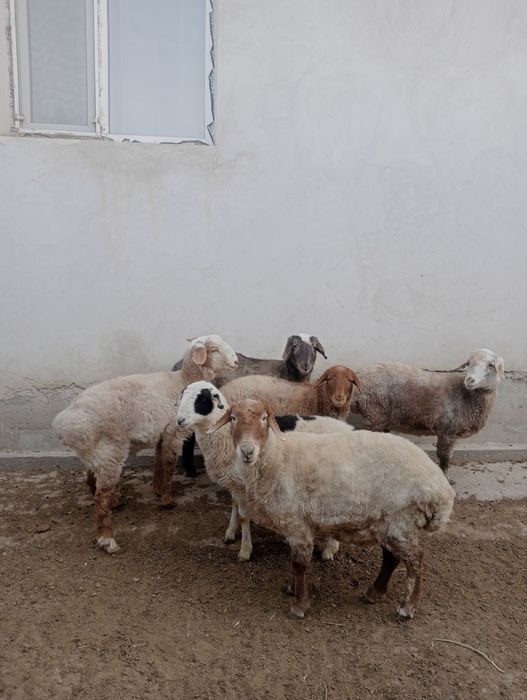 Семиз кой сатылады