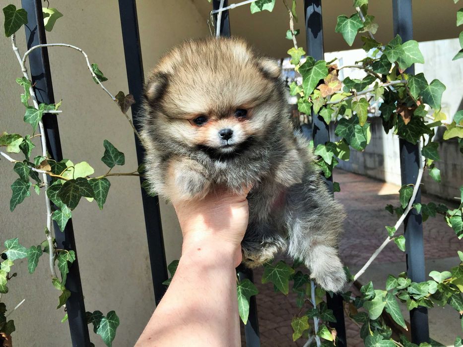 Померан мини Померанчета