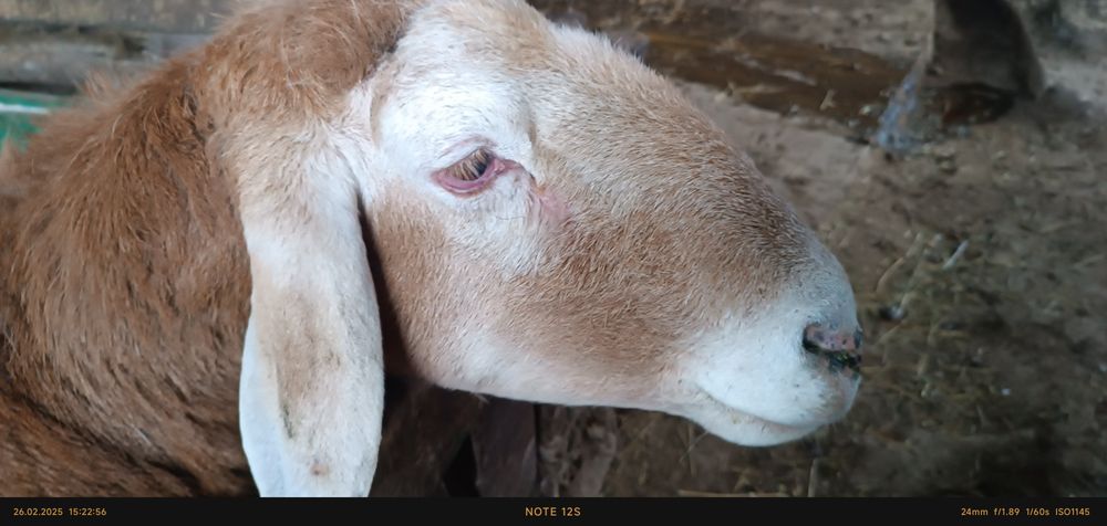 Ассалаумағалейкум қошқар сатылады