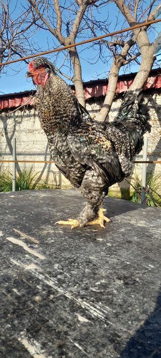 Cocos motat și încalț.