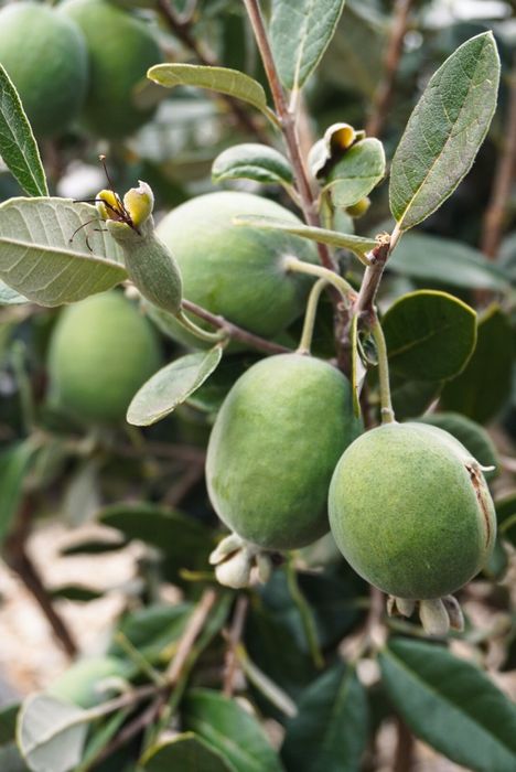 Ананасова гуава (Фейхоа)