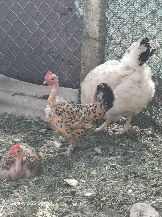Cocosi și găinușe pitice