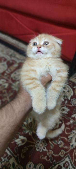 Зотли мушукчалар