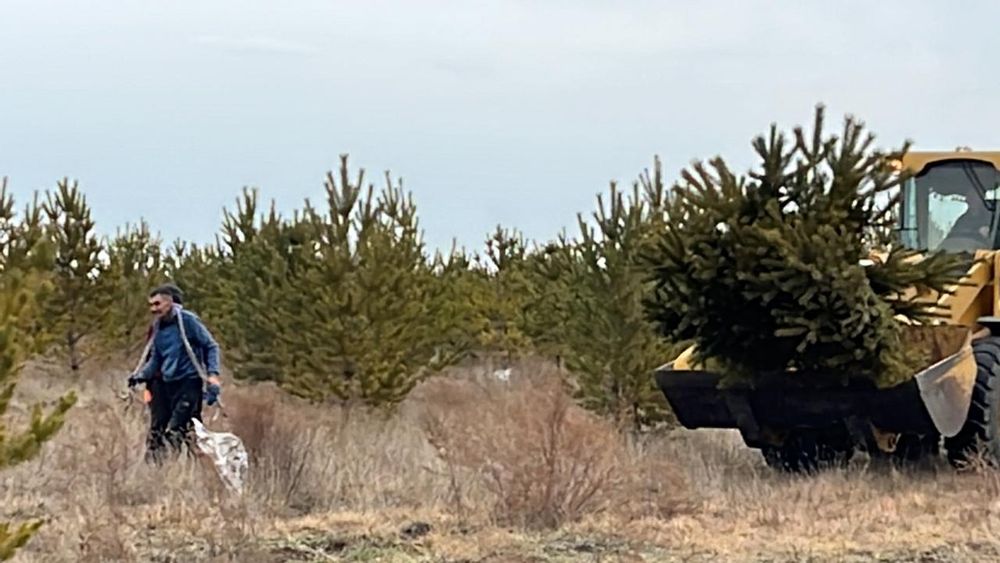 Сосна крымские обычные