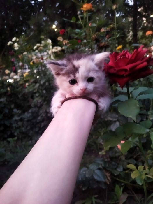 Котенок в добрые руки