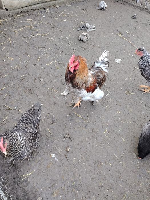 Vând sau schimb cocoș