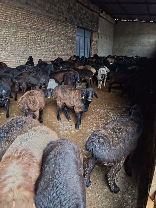 Qojqor va qoylar sotiladi