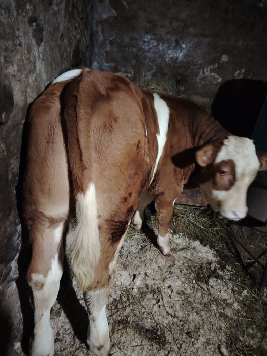 Tăuraș de vânzare