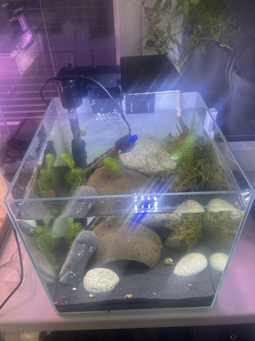 Аквариум с рыбой