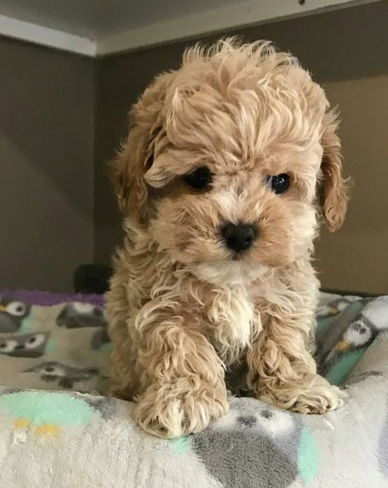 Caniche poodle apricot mini toy