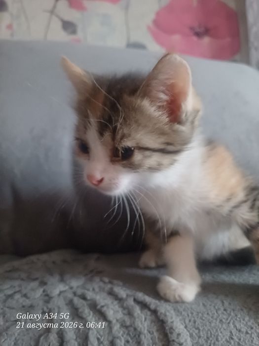 Отдам котенка в добрые руки к лотку приучин