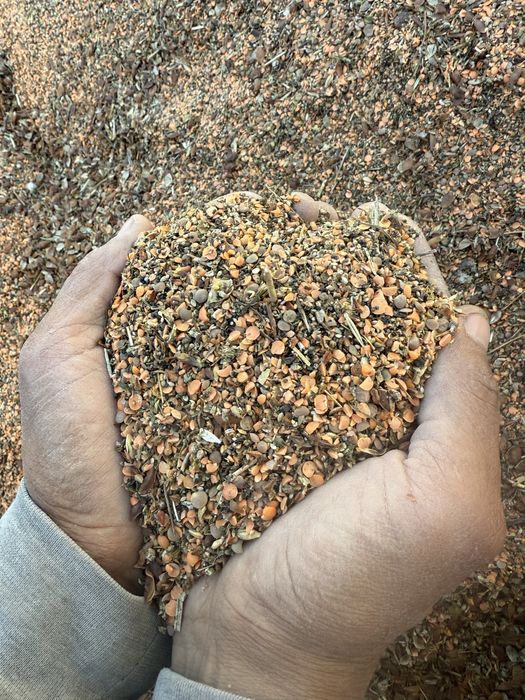 Продам чистый, сухой красный отход чечевицу