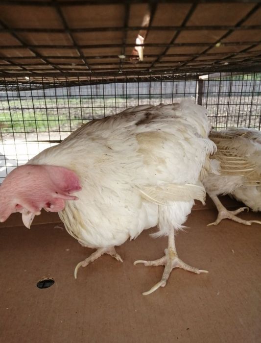 Продам несушек курей