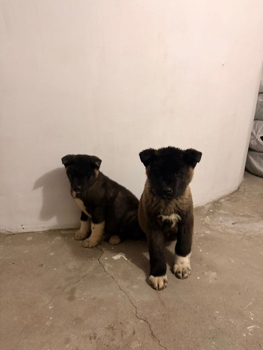 Щенки Американского Акито