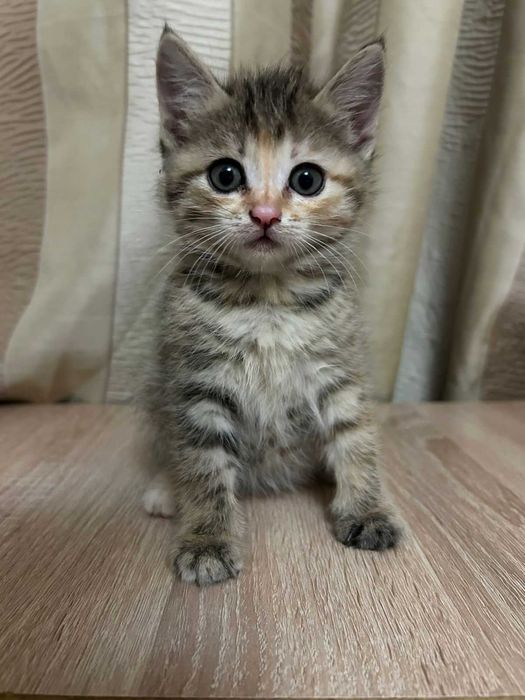Котята бесплатно