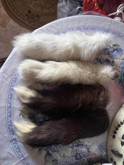 Продам хвосты песца 4 шт