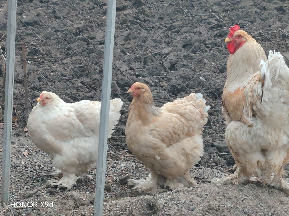 Brama tovuq va xo'roz