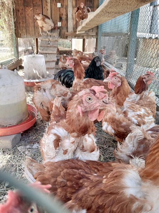 Продам домашнее куриное яйцо