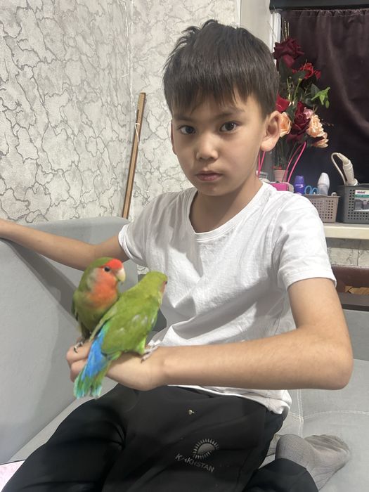 папугай не разлучники