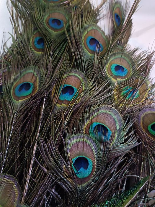 Vând păuni maturi pentru reproducere și pene de păun.