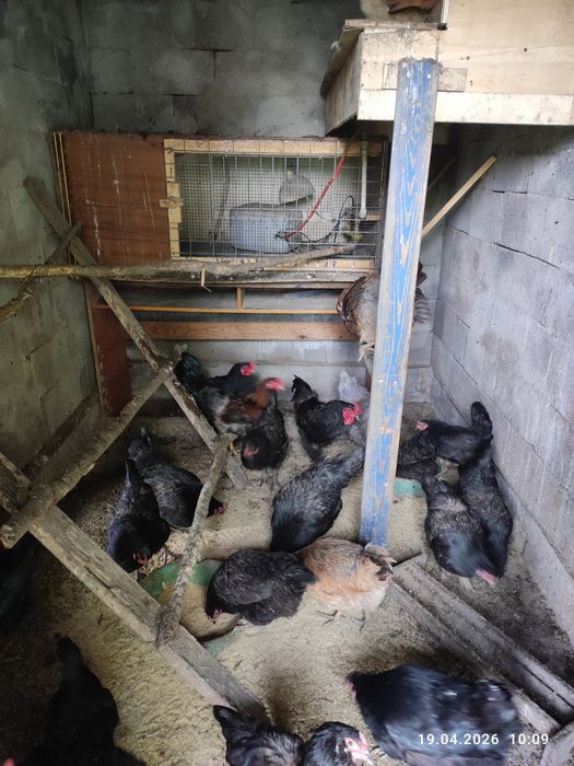 Продам или обменяю петухов