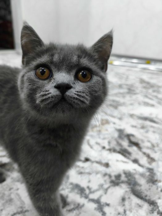 Skotish strayt 4 oylik ayol sotiladi. Latok biladi. Narsalari bilan