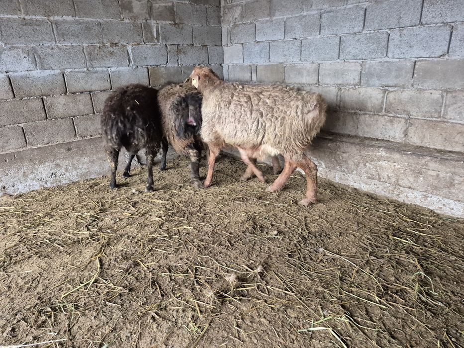 Қошқар кошкар токтылар