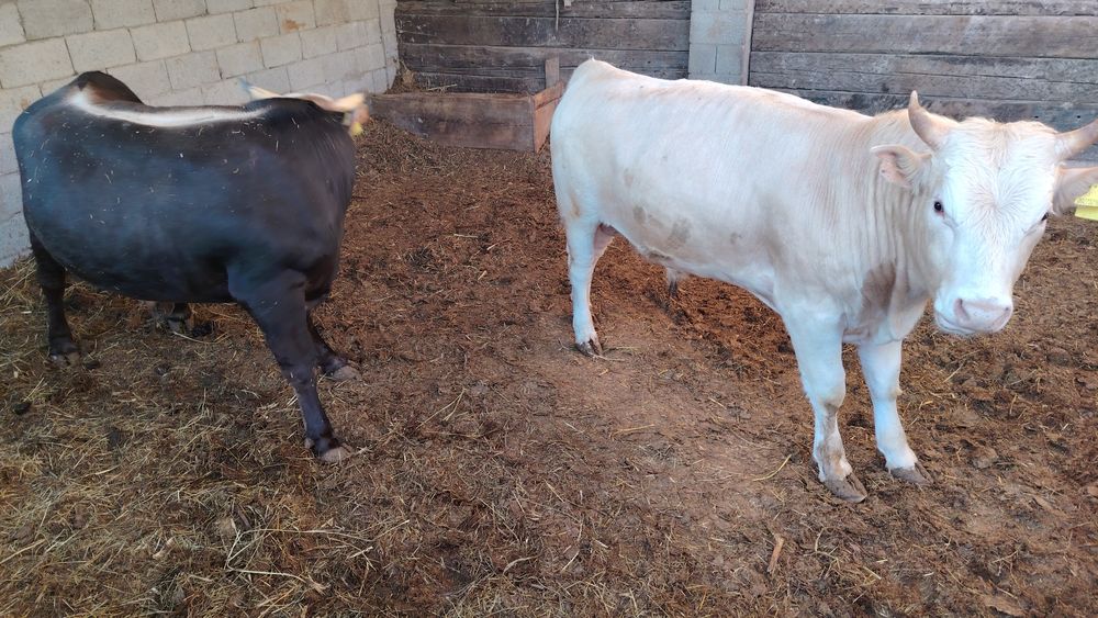 Семіз букалар сатылады 3450 тг. Кг.