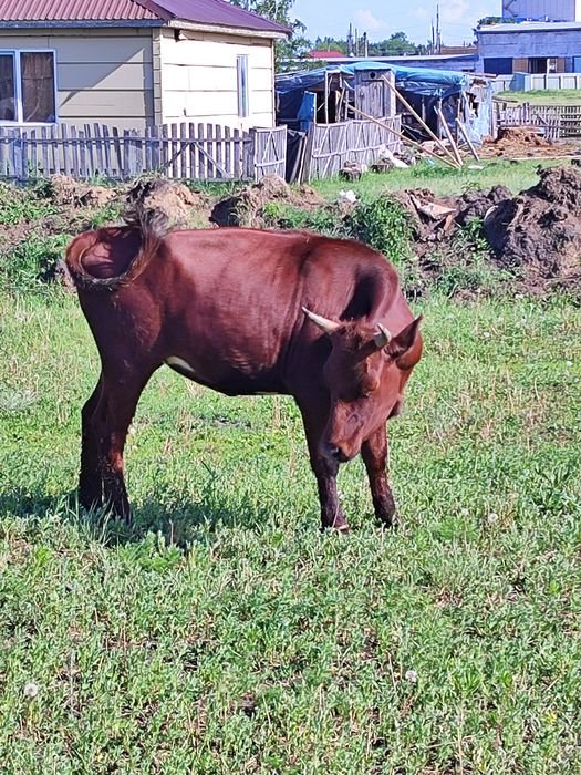 Срочно продам 650000