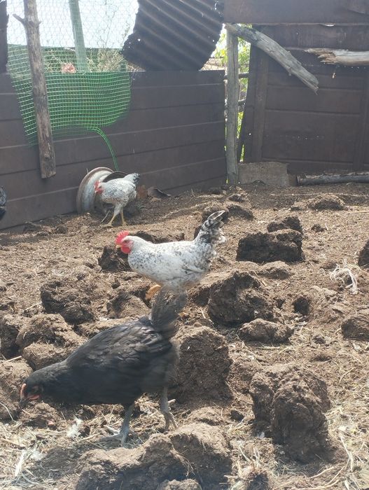 Продам кур барковская и брама