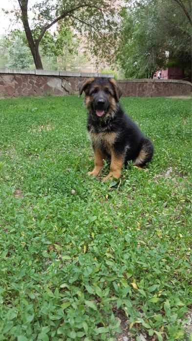 Щенки немецкой овчарки