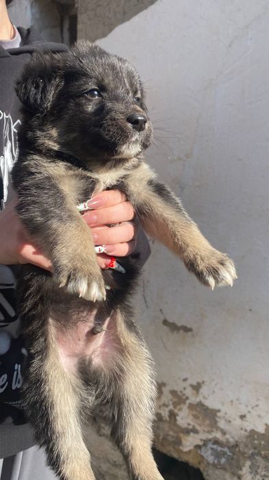 отдадим щенят в добрые руки