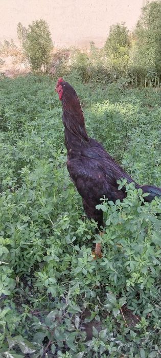 kulangi koreys 8 oylik