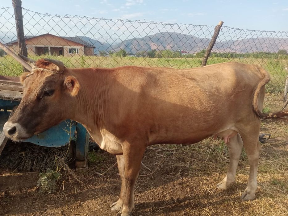Каровы Алатауской пароды