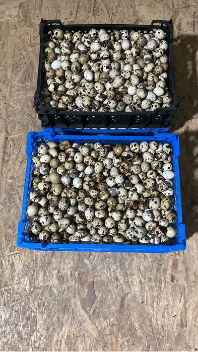 Яйца-мясо перепелка